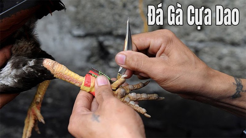 Gà đá cựa dao sở hữu nhiều điểm nổi bật