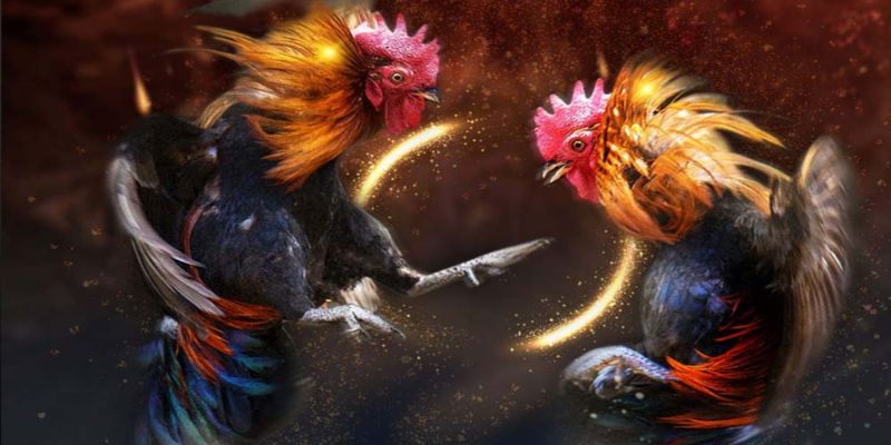 Đá gà trực tiếp là hình thức giải trí hiện đại