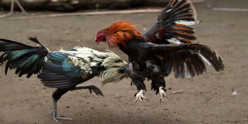 Trang bị kinh nghiệm chơi đá gà hữu ích